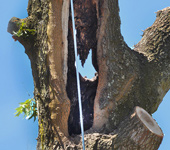 24 hour - 7 days a week emergency tree service