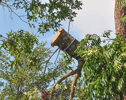 Arbor care could have prevented the extensive rot and mushrooms growing on these massive oak branches hanging over the neighbors home causing dangerous conditions and possible liability